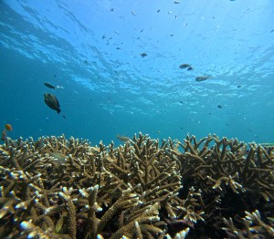 DCIM101GOPROGOPR4477.JPG
