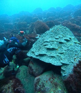 DCIM100GOPROGOPR7338.JPG