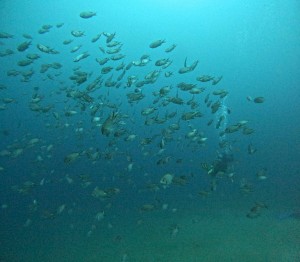 DCIM100GOPROGOPR7350.JPG