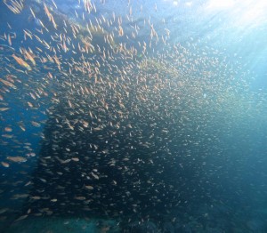 DCIM100GOPROGOPR7426.JPG