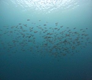 DCIM100GOPROGOPR7439.JPG