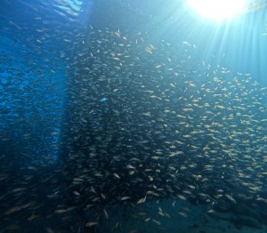 DCIM100GOPROGOPR7570.JPG