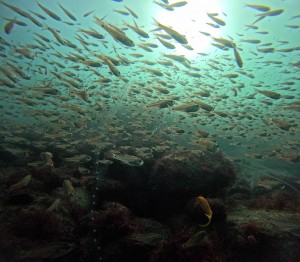 DCIM100GOPROGOPR7600.JPG