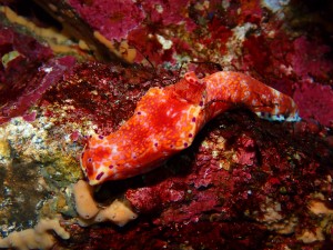 P2070675