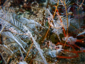 P2100291
