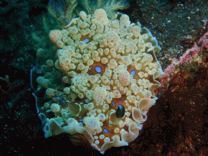 S__269344778