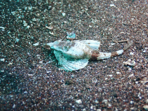 S__269344779