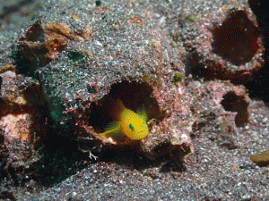 S__269344781