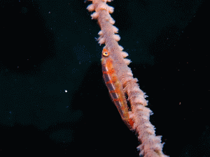 S__269344785