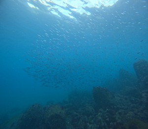 S__385032207_0