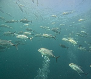 DCIM101GOPROGOPR4470.JPG