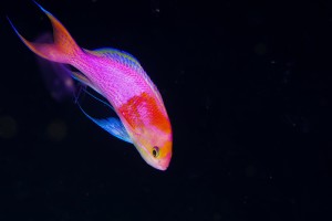 DSC01799