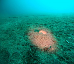 DCIM100GOPROGOPR7631.JPG