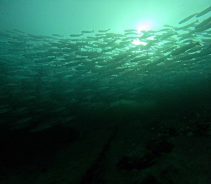 DCIM100GOPROGOPR7633.JPG