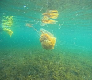 DCIM100GOPROGOPR8011.JPG