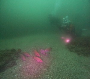 DCIM100GOPROGOPR8114.JPG