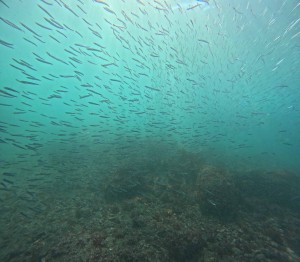 DCIM100GOPROGOPR8645.JPG