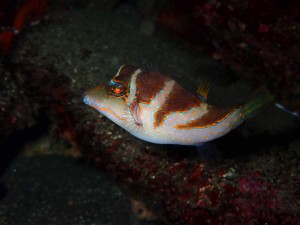P3110048