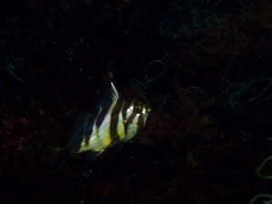 P3290168