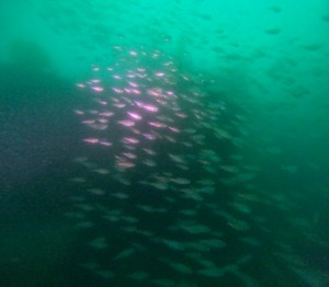 DCIM100GOPROGOPR8137.JPG