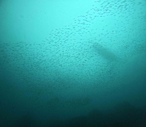DCIM100GOPROGOPR8429.JPG