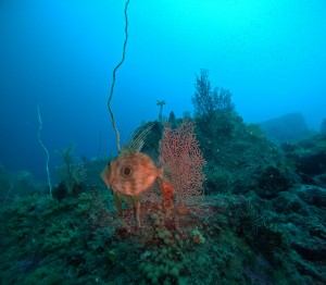 DCIM100GOPROGOPR8558.JPG