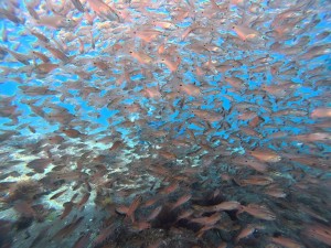 IMG_20260427_094958_055.jpg