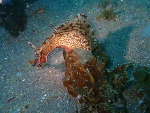 P4010350