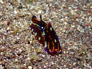 P4090126