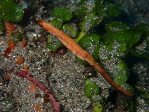 P4272479