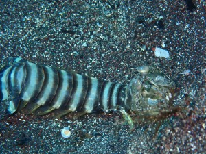 P4272528