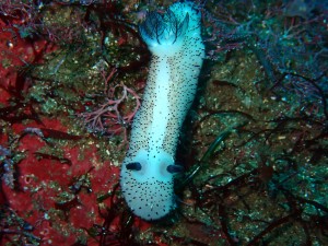 P4272584