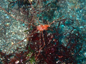 P4272589