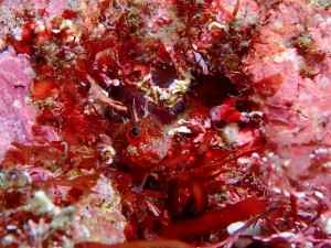 P4297374