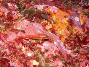 P4300795