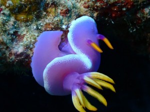 S__79134756