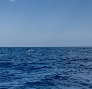 S__79134789_0