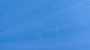 S__79134790_0