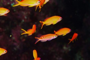 DSC00370
